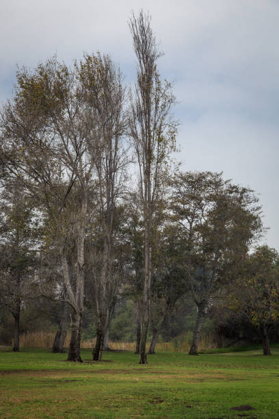 istock Grassy field and trees on a gloomy grey day 848398860