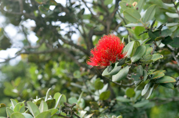 istock Metrosideros polymorpha lehua plant endemic to Hawaii 848401270