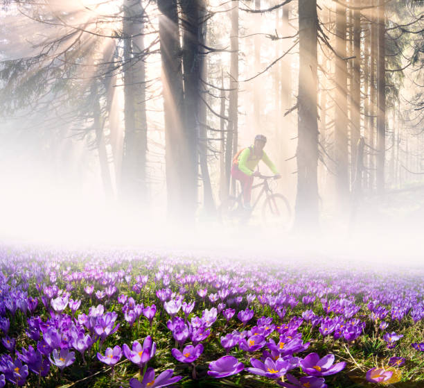 istock Flowers in the sun 848404678