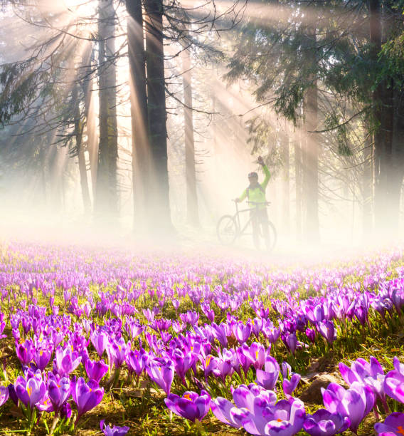 istock Flowers in the sun 848404800