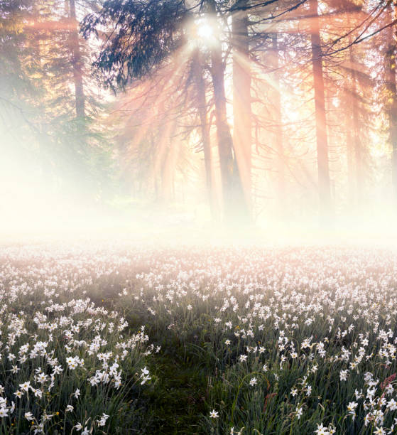 istock Flowers in the sun 848405052