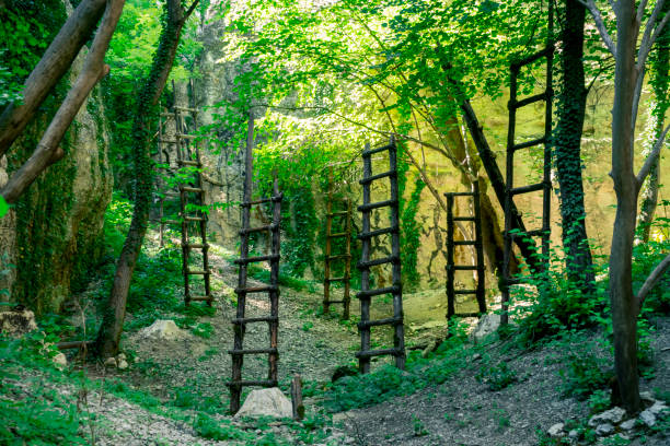 Ancient Ladders in the jungle