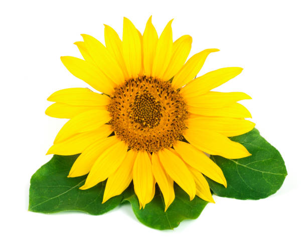 istock sunflower with leaves isolated on white background close-up 848416046