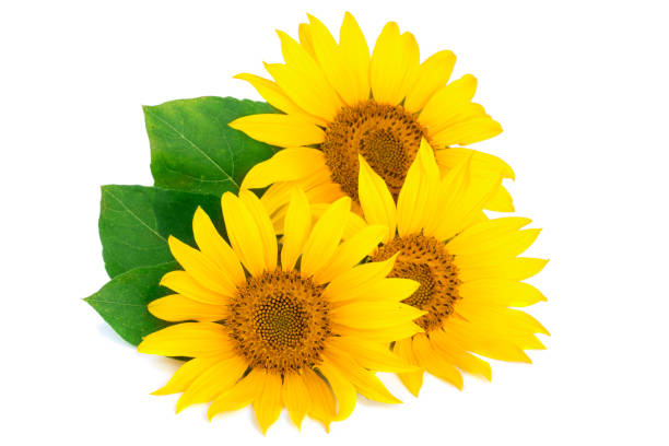 istock Three sunflowers with leaves isolated on white background 848417102