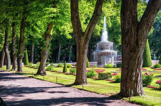 The Roman fountain in Peterhof is seen through a series of trees in the park and the rays of the summer sun
