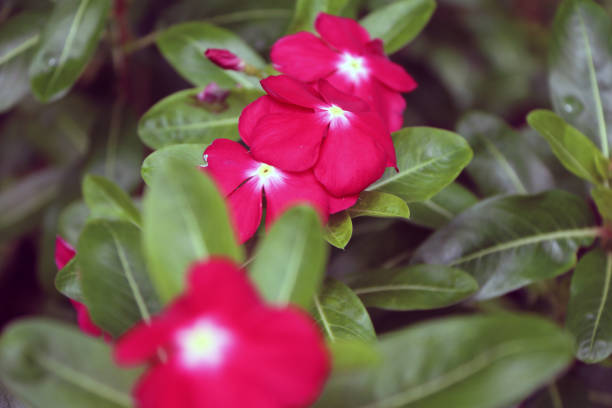 commonly known as the Madagascar periwinkle, rosy periwinkle or teresita as it is usually named in the southern part of Mexico.