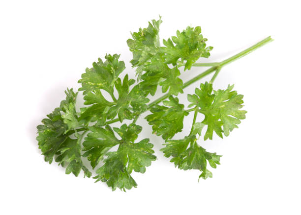 istock Curly parsley isolated on a white background 848425054