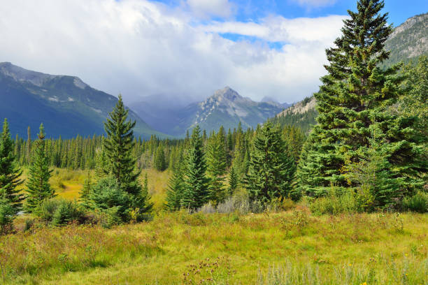 istock Alpine scenery along the Icefields Parkway between Jasper and Banff in Canadian Rockies 848430772