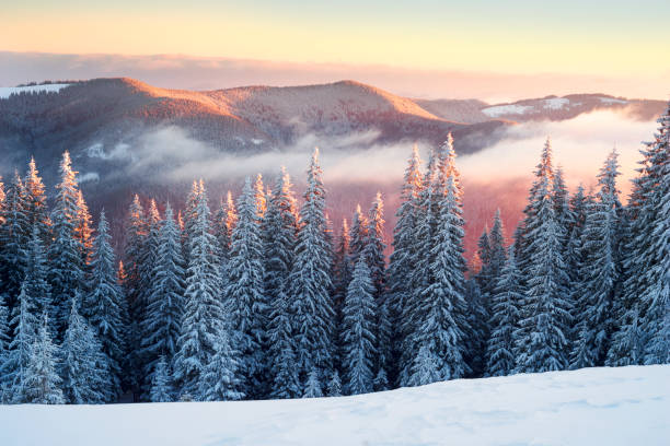 istock frosty sunrise in Carpathians 848434190