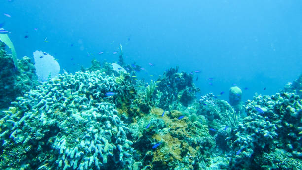 istock Underwater Reef in the Bahamas 848434690