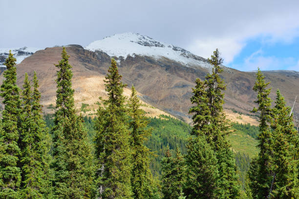 istock Alpine scenery along the Icefields Parkway between Jasper and Banff in Canadian Rockies 848435088