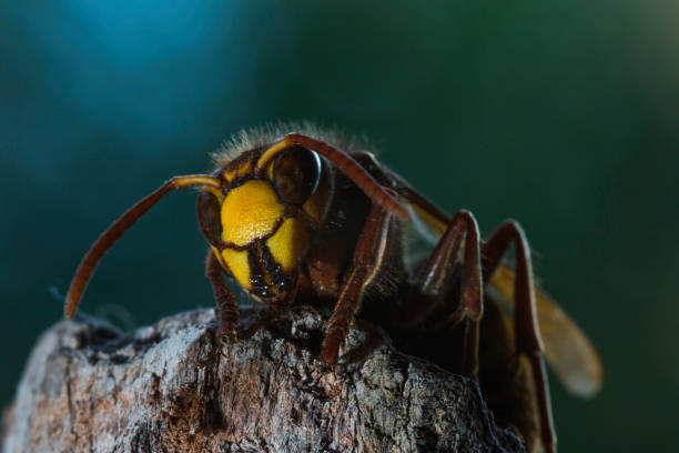 istock European hornet 848435812