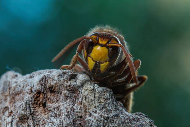istock European hornet 848435826
