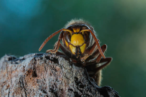 istock European hornet 848435840
