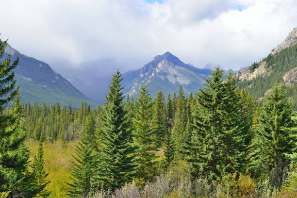 istock Alpine scenery along the Icefields Parkway between Jasper and Banff in Canadian Rockies 848436748