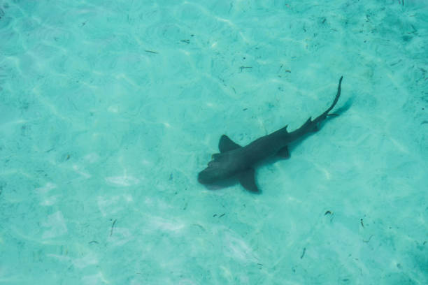 istock Nurse Shark, Abaco Island, Bahamas 848436778