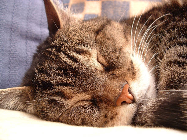 Red cat sleeps on plaid