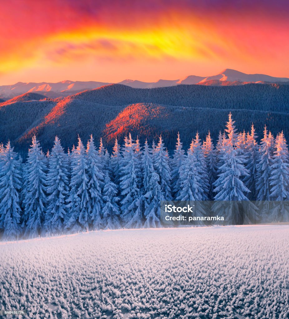 Frosty forest Alpine Heath after a severe bad weather threatening, menacing and frightening. Ukraine Karpaty Montenegrin ridge - the highest peak in the country, a picturesque and beautiful Beauty Stock Photo