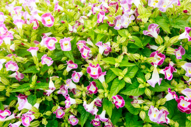 istock flower in the garden 848460062