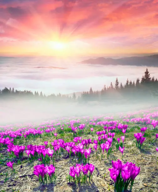 Photo of Foggy sunrise in the Carpathian mountains