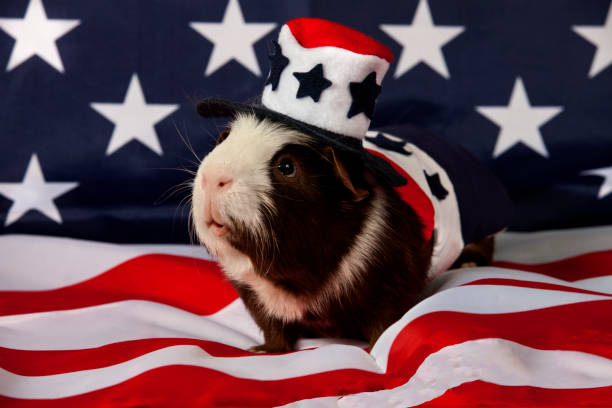 istock American Guinea Pigs (Cavia porcellus) 848470246