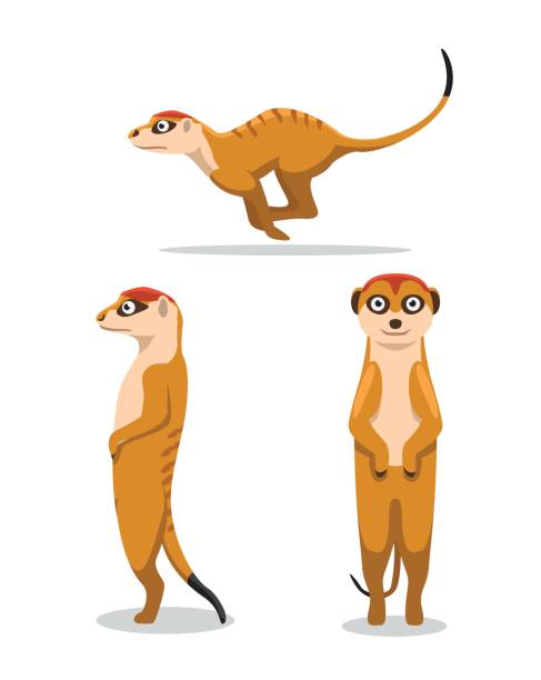 ilustraciones, imágenes clip art, dibujos animados e iconos de stock de suricata lindo poses cartoon vector ilustración - mangosta