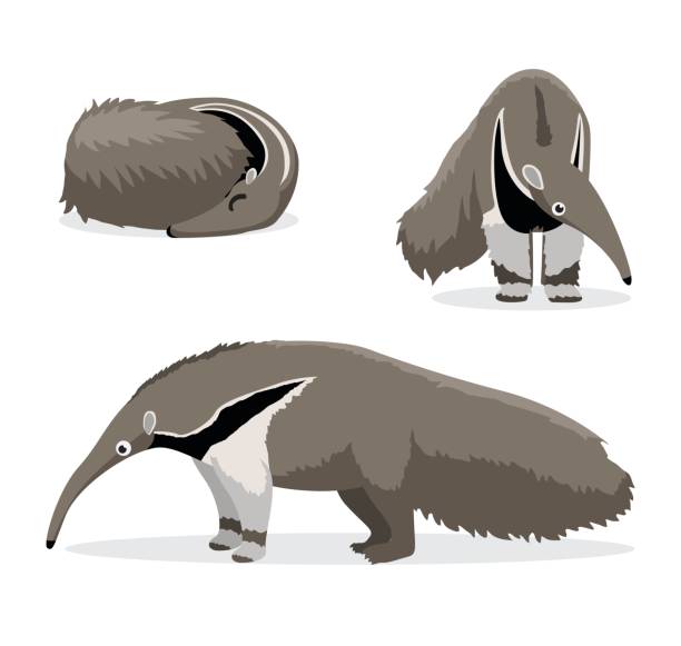 118 Giant Anteater Illustrations & Clip Art - iStock | Giant anteater  tongue, Giant anteater brazil, Cerrado giant anteater