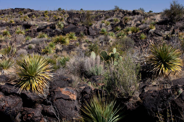 istock Valley of Fires in central New Mexico 848481176