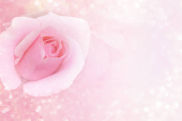 istock soft pink flower background and glitter light with copy space 848484862