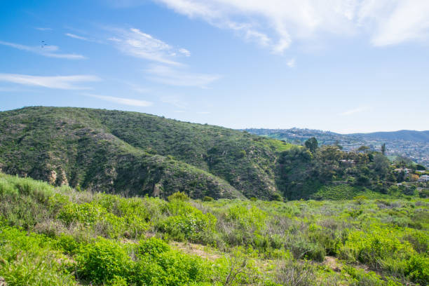 istock Beautiful Lush Laguna Beach, California 848487998