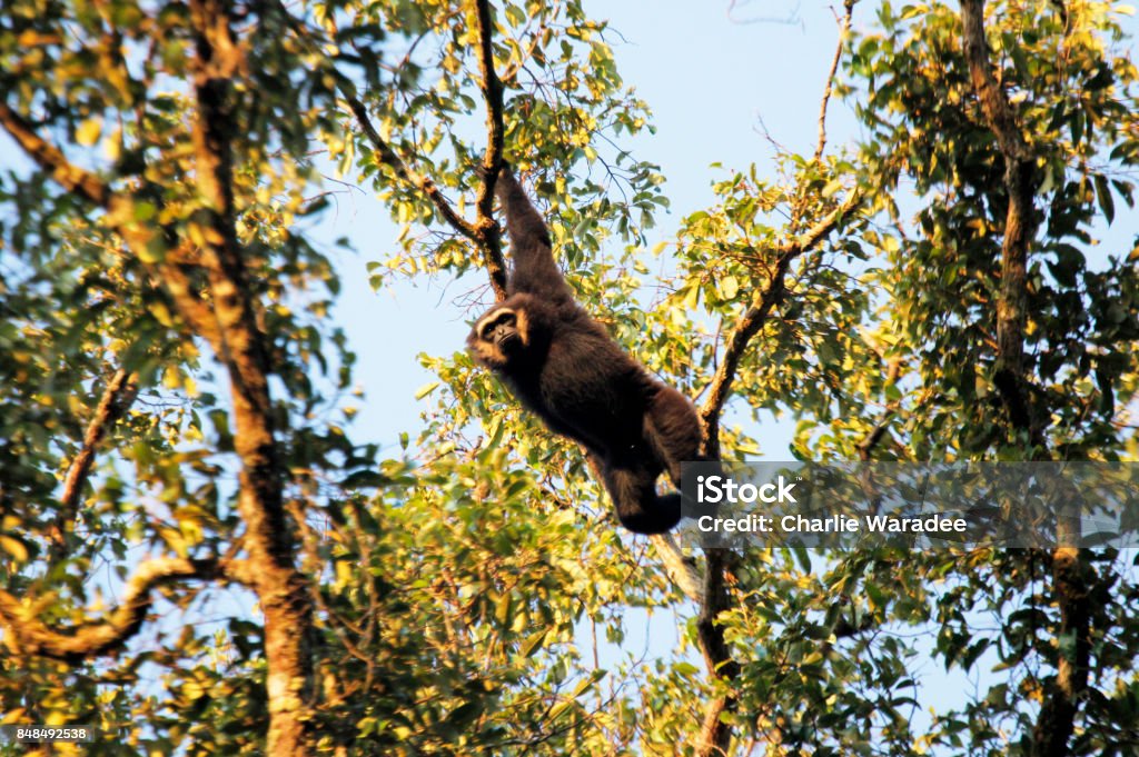 Agile Gibbon or Black-handed Gibbon (Hylobates agilis) hanging on a big tree from Hala-Bala Wildlife Sanctuary in Thailand. The Agile Gibbon is an Old World primate in the Gibbon family. Agile Gibbon or Black-handed Gibbon (Hylobates agilis) hanging on a big tree from Hala-Bala Wildlife Sanctuary in Thailand. The Agile Gibbon is an Old World primate in the Gibbon family. It is found in Indonesia on the island of Sumatra, Malaysia, and southern Thailand. Animal Stock Photo