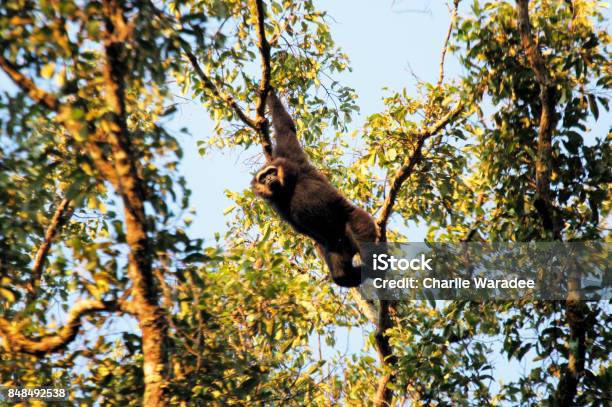 Agile Gibbon Or Blackhanded Gibbon Hanging On A Big Tree From Halabala Wildlife Sanctuary In Thailand The Agile Gibbon Is An Old World Primate In The Gibbon Family Stock Photo - Download Image Now