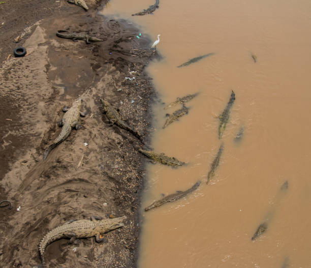 istock Egret standing in the middle of Crocodiles 848498756