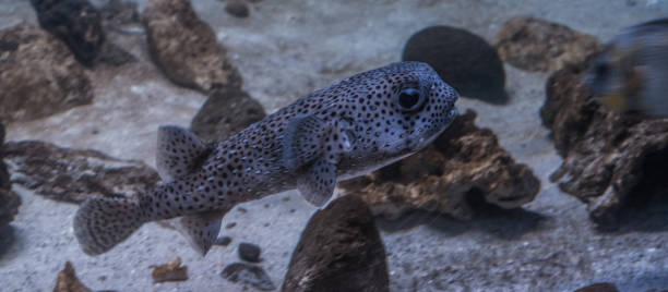istock Porcupinefish in an Aquarium 848501034