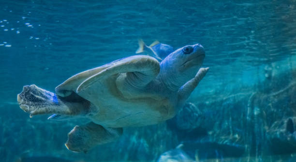 istock Sea Turtle in an Aquarium 848501322