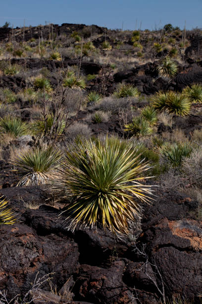 istock Valley of Fires in central New Mexico 848501332