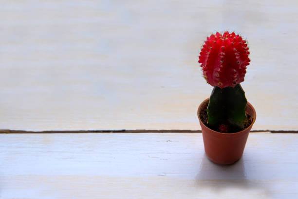 istock Small cactus tree in pot,cactus plant red color on wood table 848501982