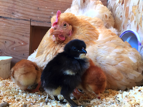 An Buff Orpington hen with a few week-old chicks.  Shot with an iPhone 6.



