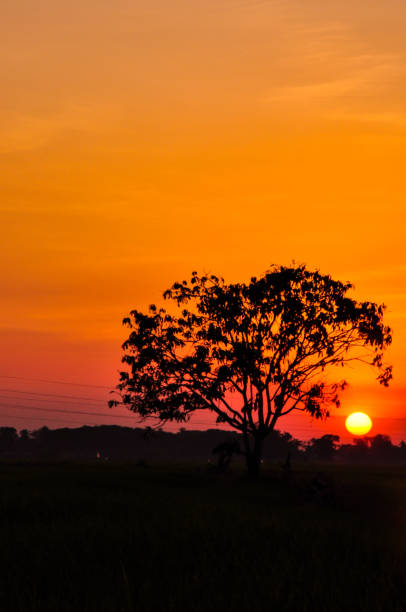 istock Sunset behind tree in rice farm landscape ,sky beautiful  field 848506546