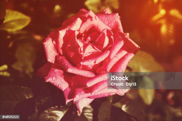 Beautiful Pink Rose Stock Photo - Download Image Now - Beauty, Belarus, Blossom