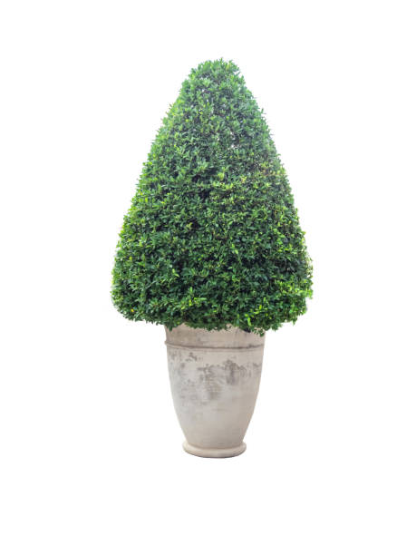 istock Ornamental plants in pot,isolated on white background with clipping path. 848535632