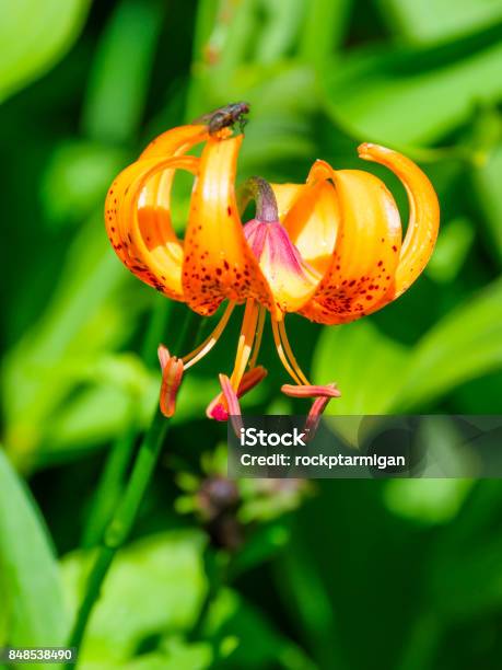 Lilium Medeoloides Stock Photo - Download Image Now - Flower, Japan, Lily