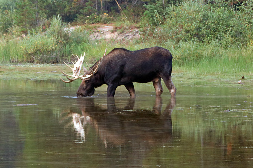 Adultos Shiras Bull Moose alimentándose de hierba de agua cerca del lago de la costa de Fishercap en el Swiftcurrent caminar por sendero en el glaciar muchos región del Parque Nacional los glaciares en el 2017 caer incendios en Estados Unidos Montana photo