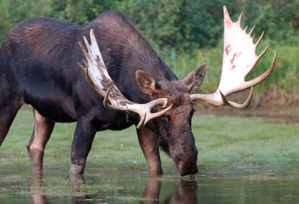 Adult Shiras Bull Moose feeding on water grass near shore of Fishercap Lake on the Swiftcurrent hiking trail in the Many Glacier region of Glacier National Park during the 2017 fall fires in Montana United States adultos shiras bull moose alimentándose de hierba de agua cerca del lago de la costa de fishercap en el swiftcurrent caminar por sendero en el glaciar muchos región del parque nacional los glaciares en el 2017 caer incendios en estados unidos montana