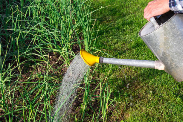 istock Watering from the watering can 848549174
