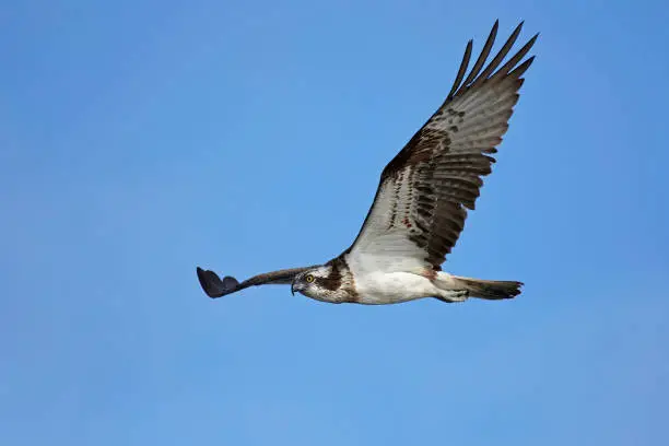 Photo of Osprey (Pandion haliaetus)