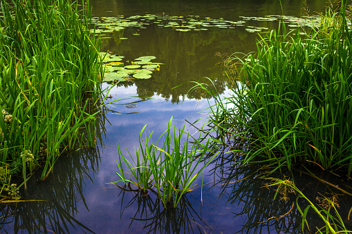 Overgrown pond in park