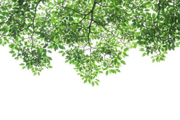 istock Green tree leaves and branches isolated on white background 848550002