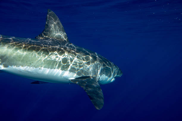 istock Great White shark underwater ready to attack 848550428