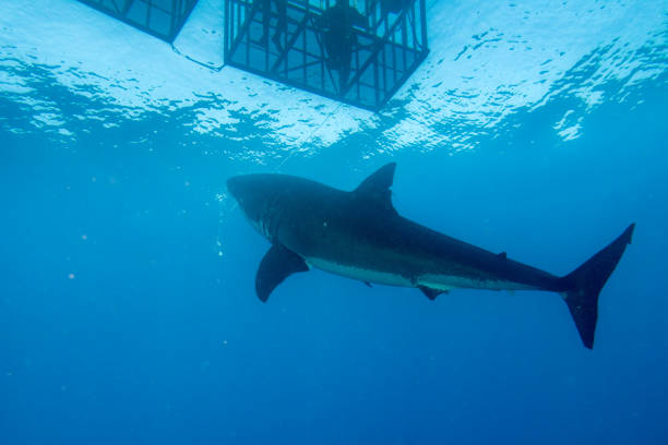 Divers in a cage with Great White shark underwater stock photo
